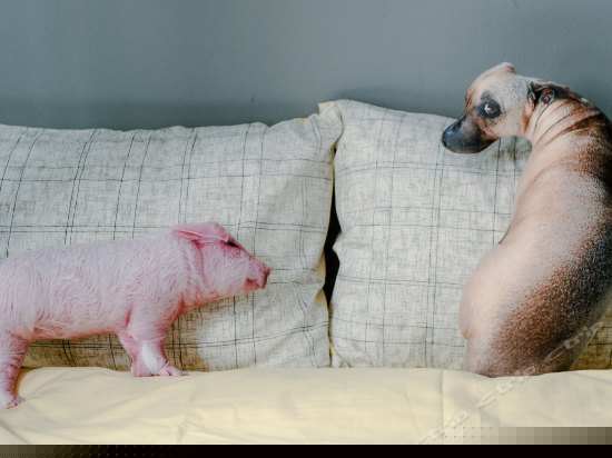 南北二号日式小房间