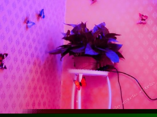 紫色海景电动圆床房