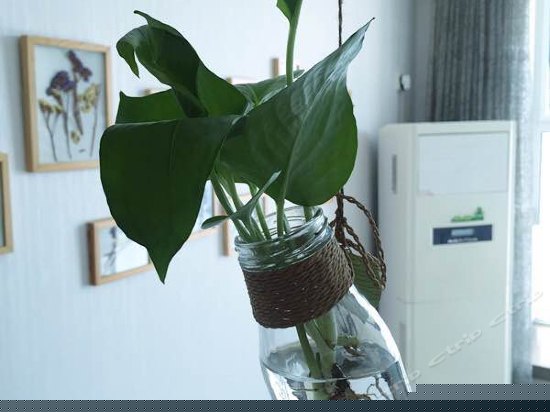 一房一厅公寓房