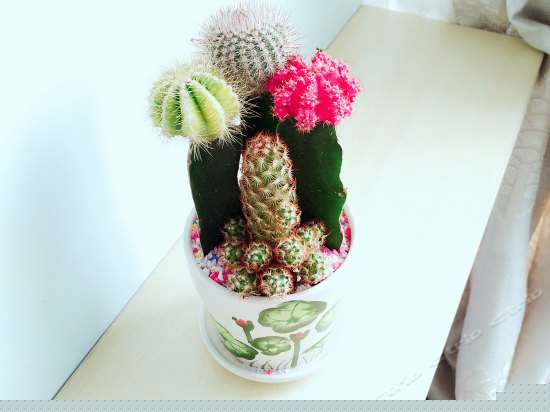 阳光豪华大床房