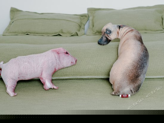 南北一号阳台绿色间