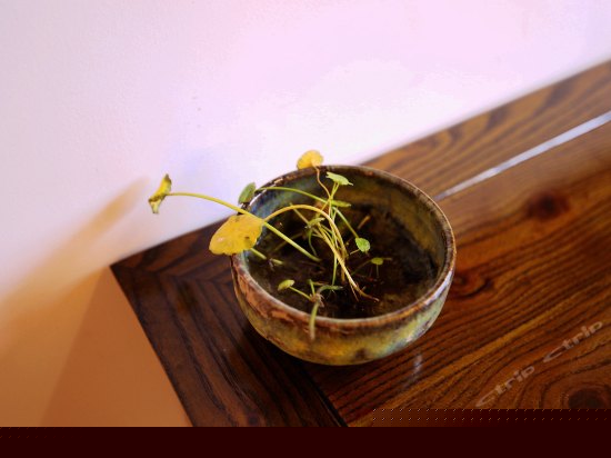 天籁-雅致双床房