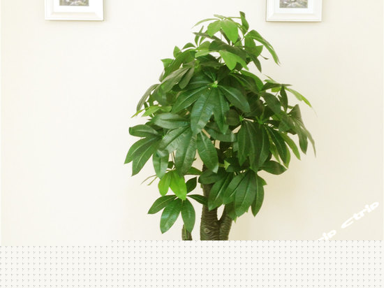 豪华江景贵宾套房