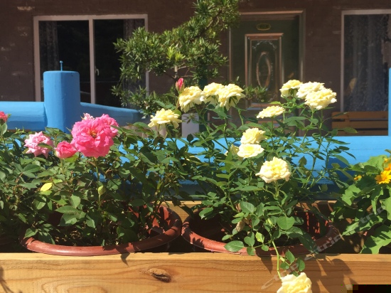 松景园园景大床房