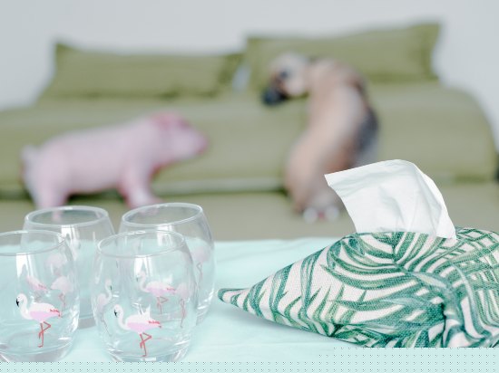 南北一号阳台绿色间