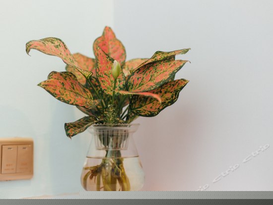 漫心莳光单人房