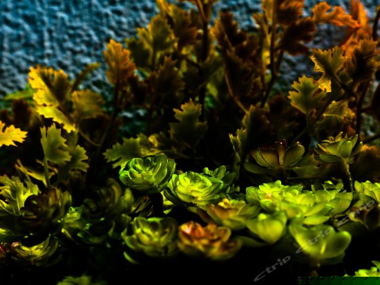 斑斓·家主推精选套房