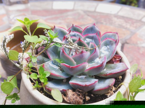 观山看海大理古城别墅