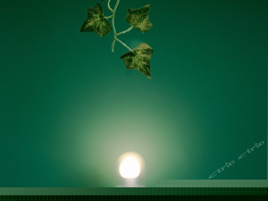 南北一号阳台绿色间