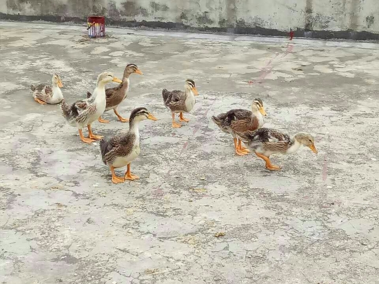 儿童乐园/儿童俱乐部