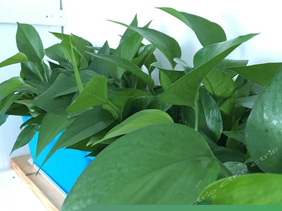 海景房（淋浴）