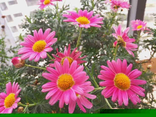 普罗旺斯薰衣草主题180度海景三居室套房