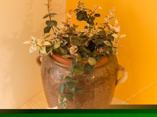 禅意大床休闲房