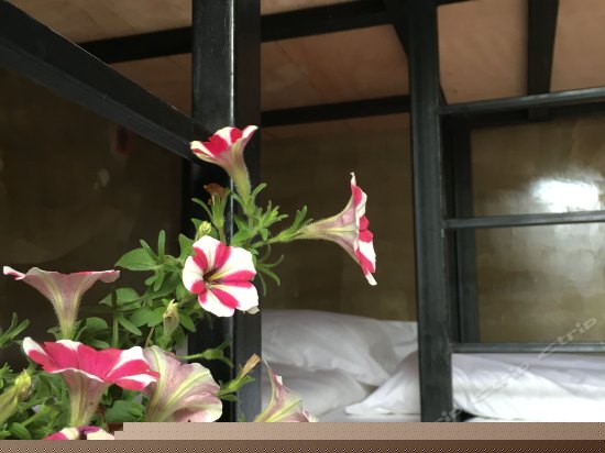 拥挤的乐园（床位房）