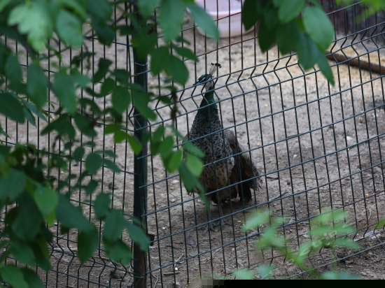 儿童乐园/儿童俱乐部