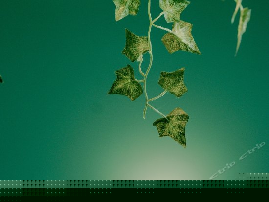 南北一号阳台绿色间