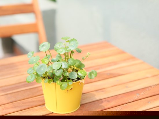 A1浪漫风情家庭大床房