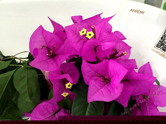 豪华女生6人间(床位)