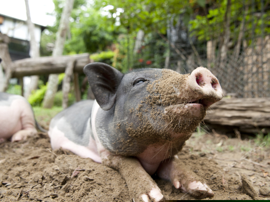 儿童乐园/儿童俱乐部