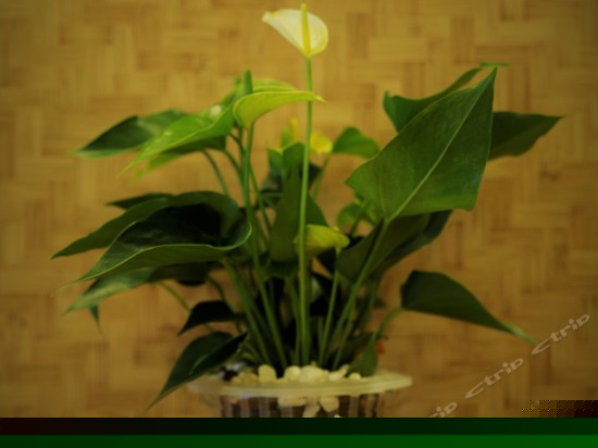 亲水海景双床房