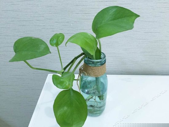 一房一厅公寓房