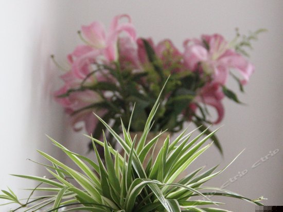 爱之初体验豪华情侣房