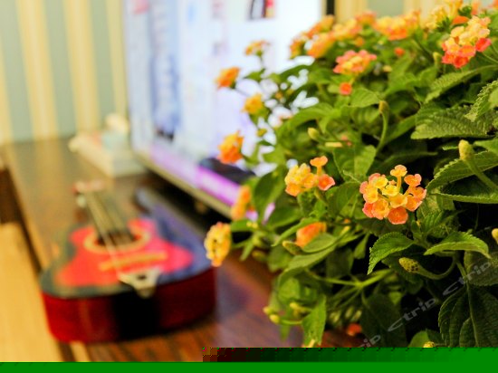 家庭房之彼岸花