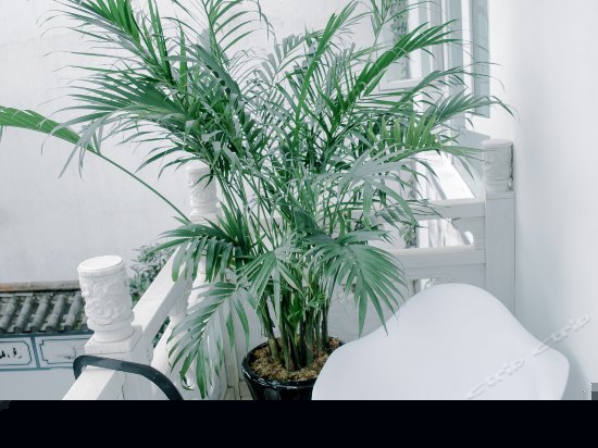 南北一号阳台绿色间