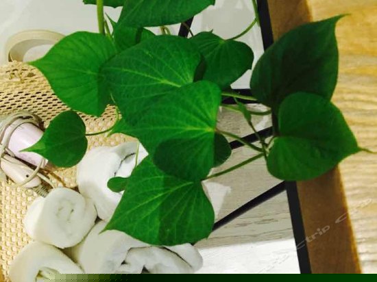 新概念植物染双床间空色