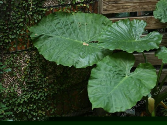 双人雅房（公卫）