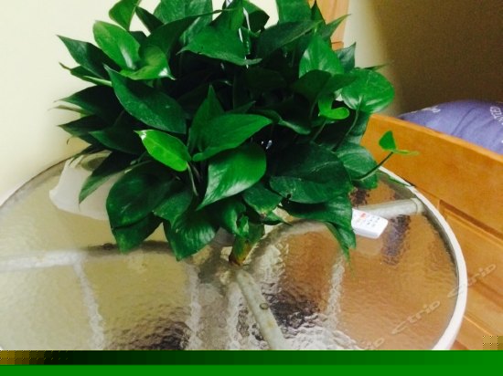 男生十人间（床位）